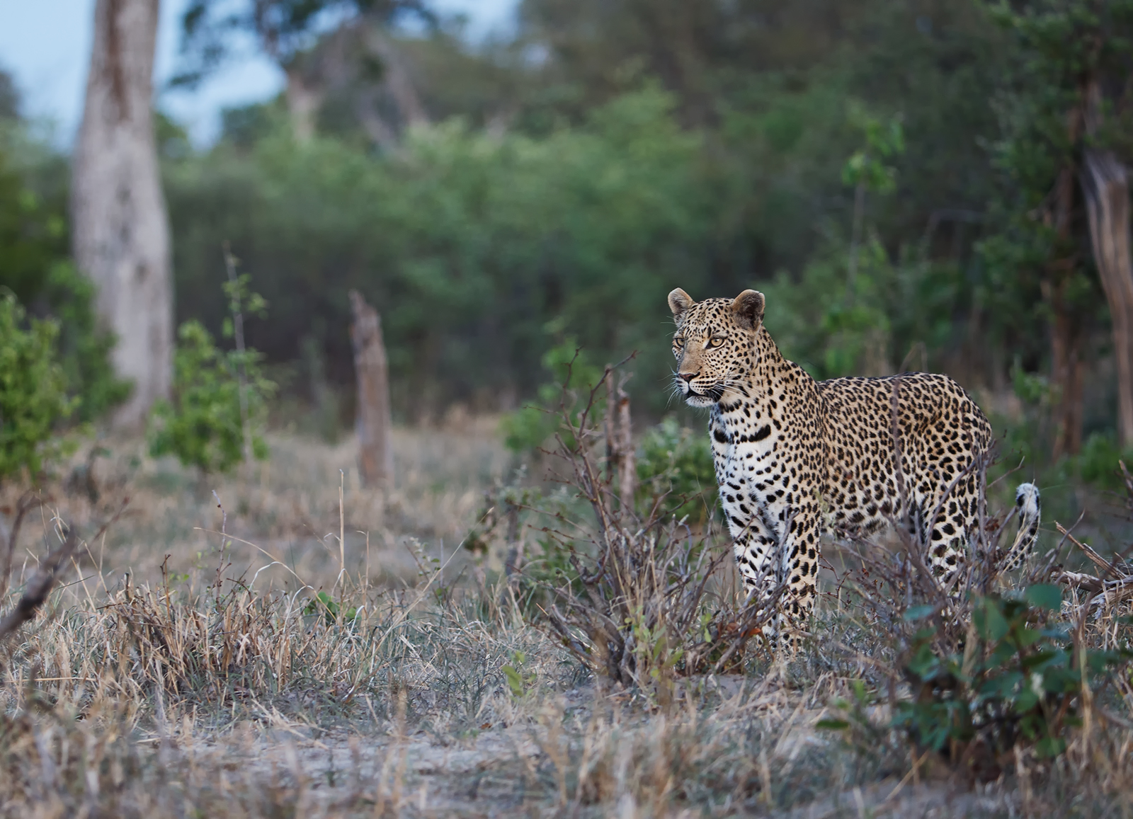 An Evening Stroll