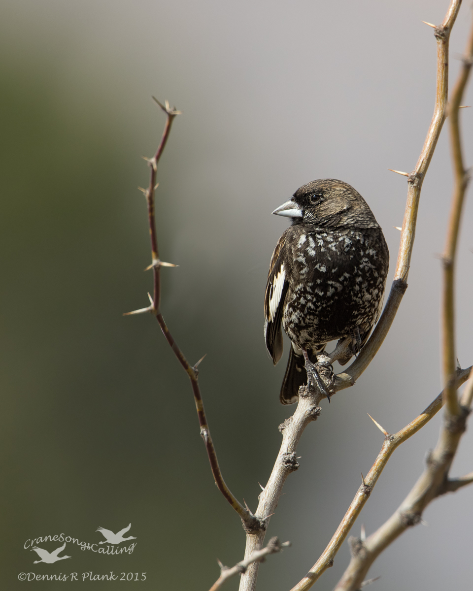 Lark Bunting, Colorado