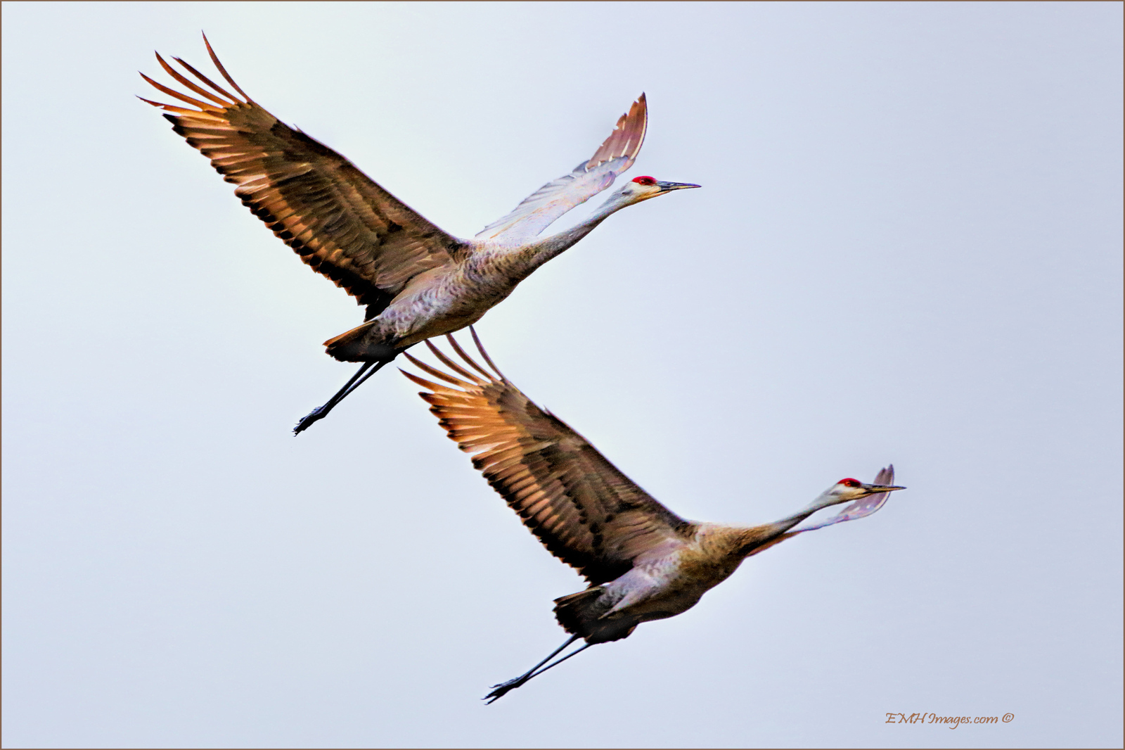 Sandhill Cranes