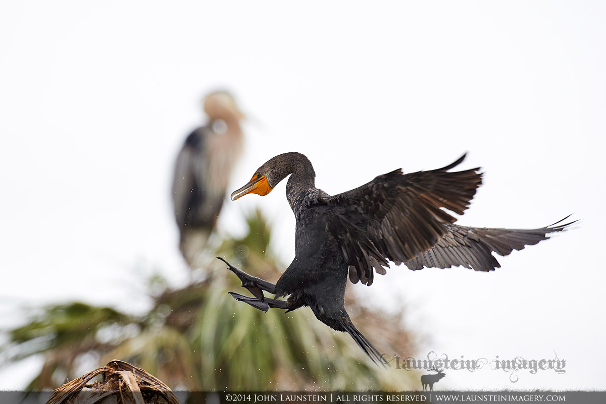 Florida Biodiversity
