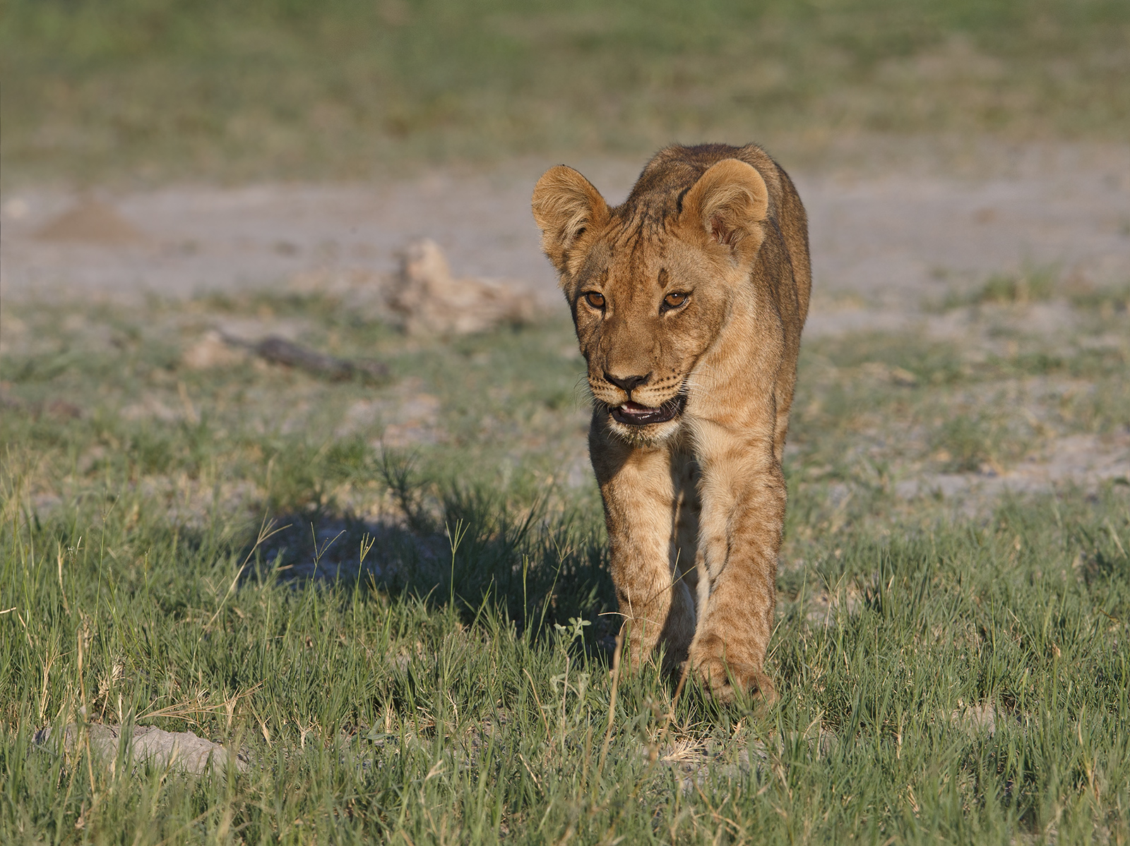 Lion Cub