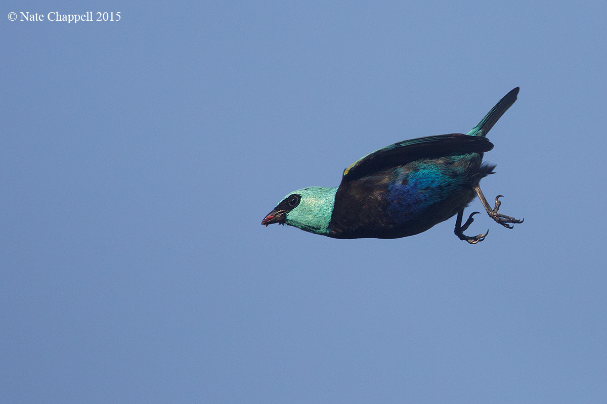 Blue-necked Tanager