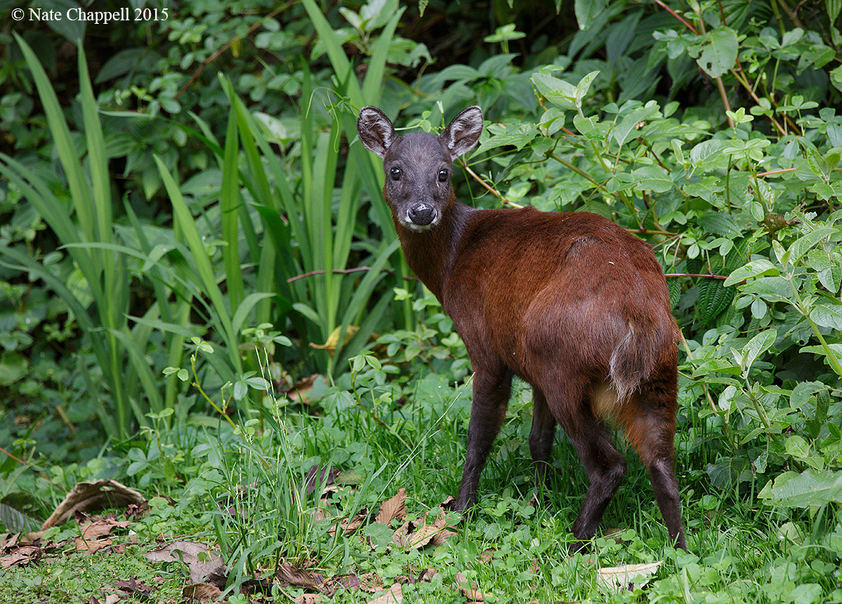 Little Red Brocket Deer