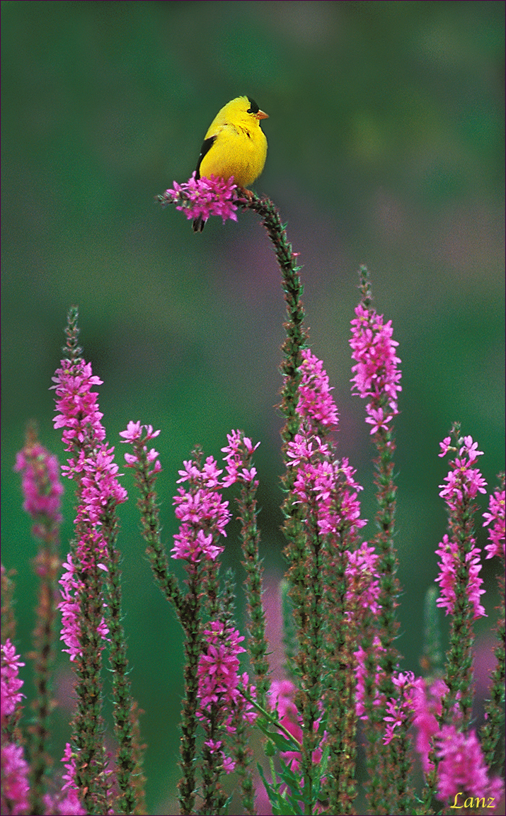 Eastern Goldfinch (WC)