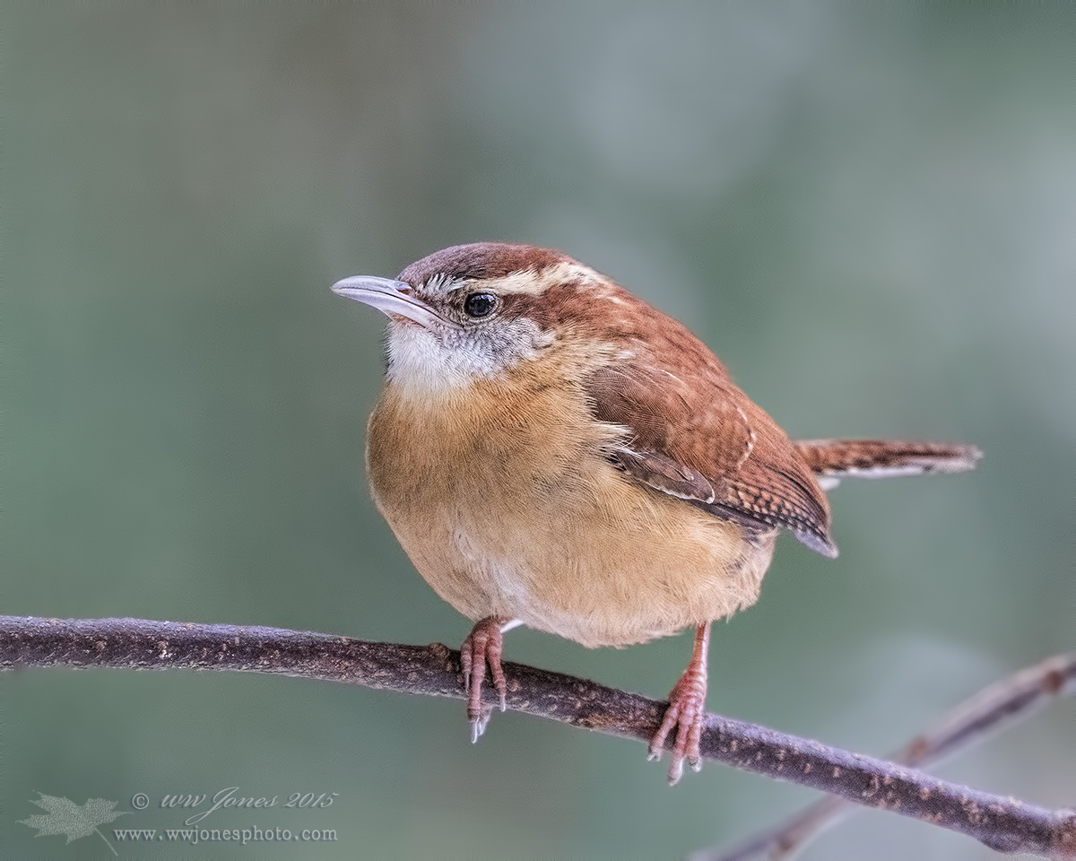 Carolina Wren: WC 721