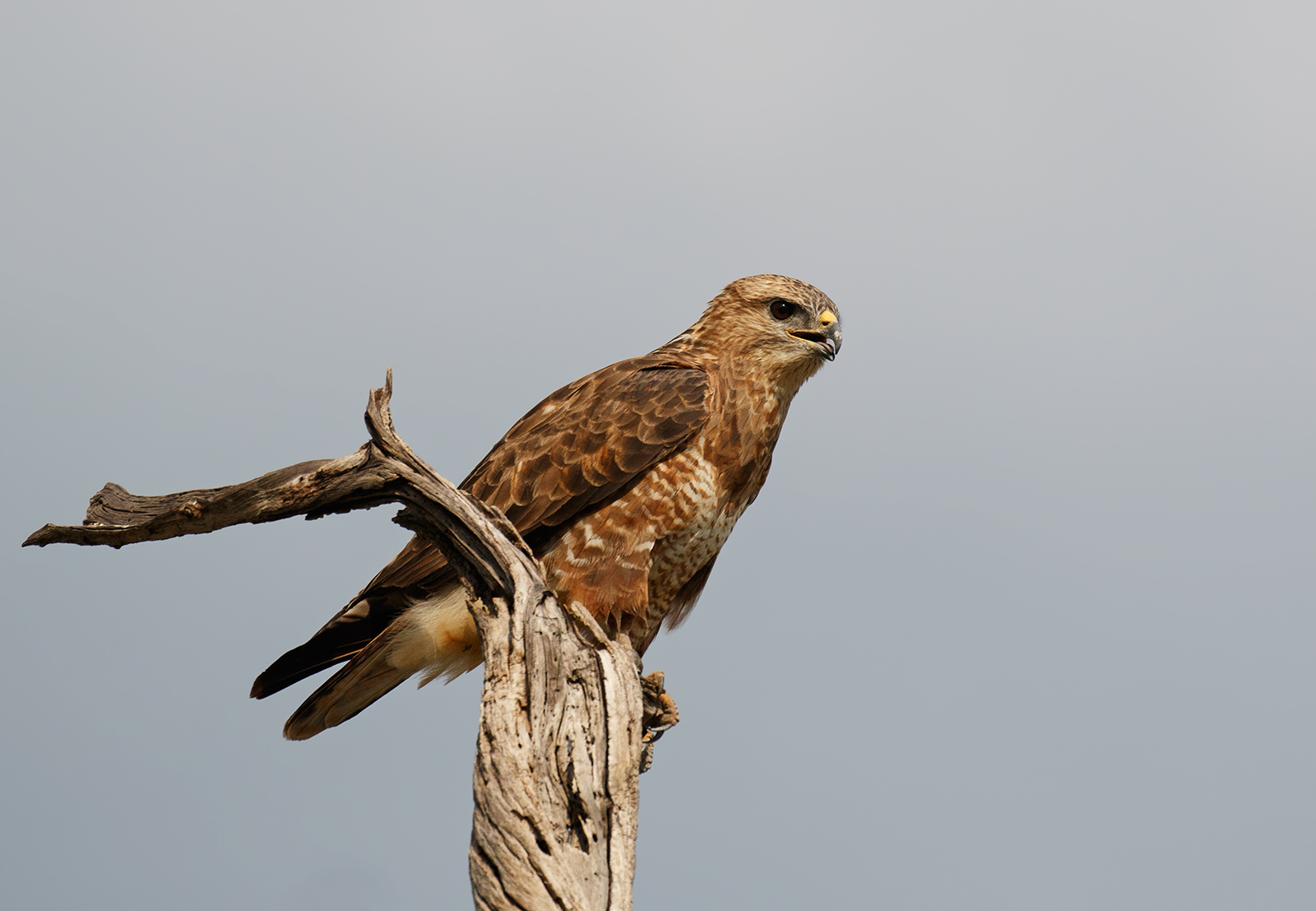 Steppe Buzzard