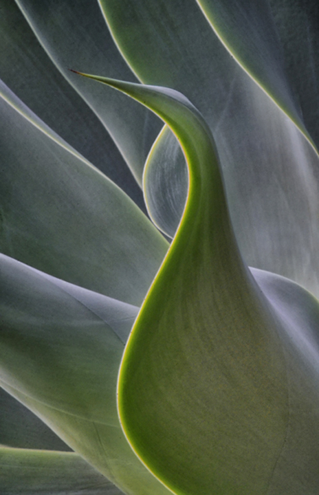 Agave 1