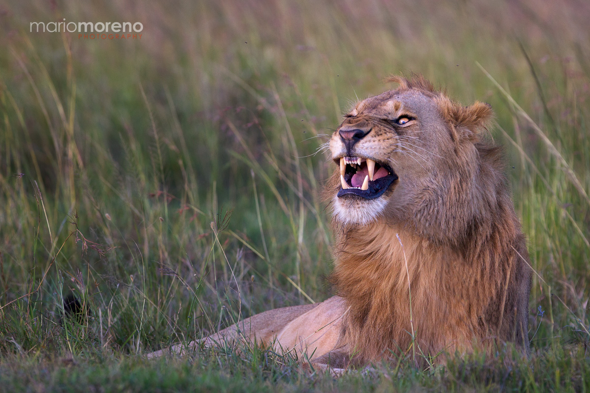 Scary Yawn