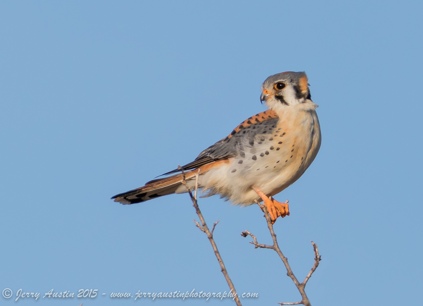 Texas Kestrel 2