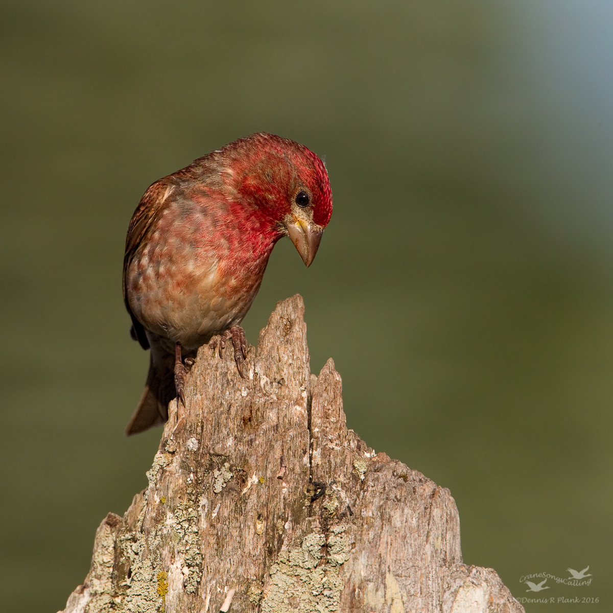 Purple Finch-NH
