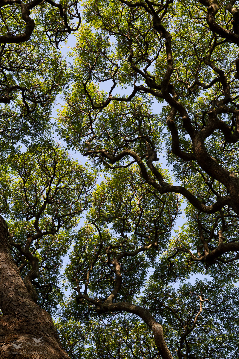 Leafy Abstract II