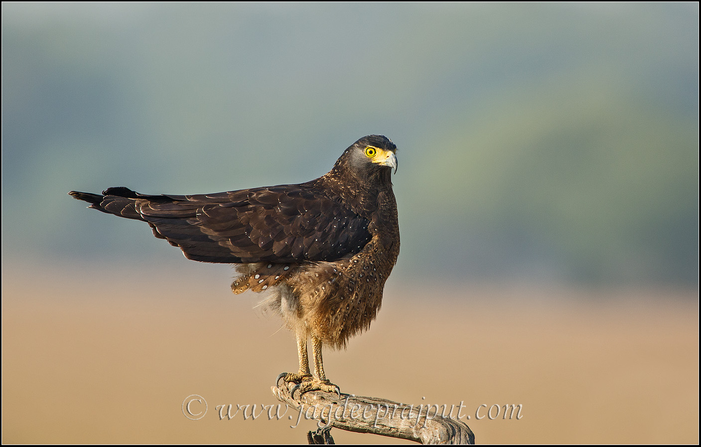Crested Serpent Eagle
