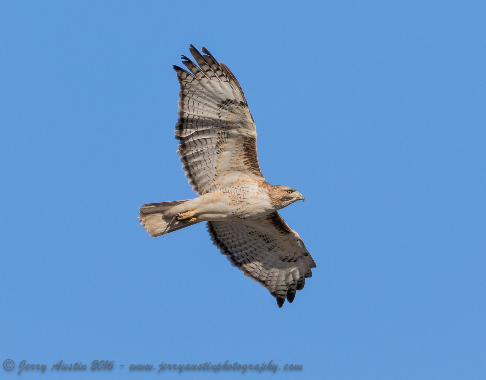 Texas Red-Tailed Hawk 2