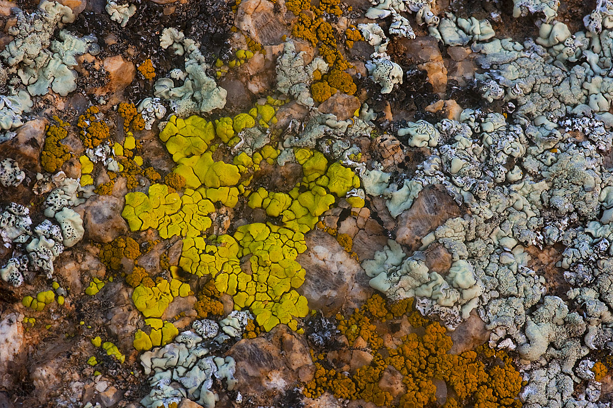 Palette