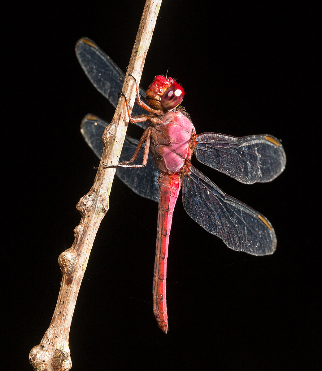 Red Dragon 
