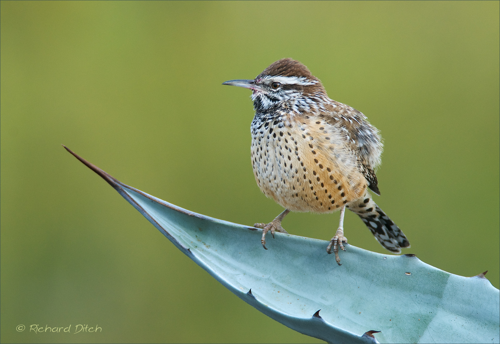 Cactus Wren - AZ WC#722