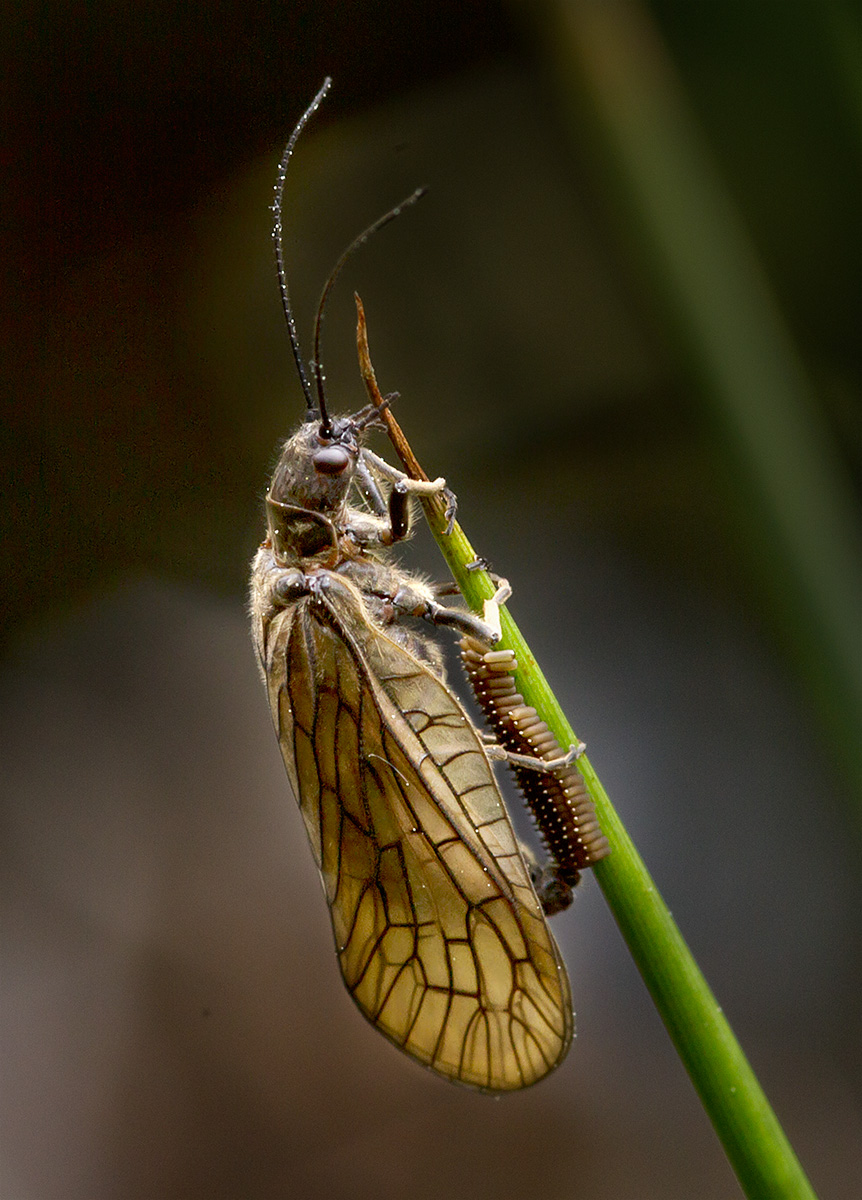 ALDERFLY LAYING EGGS