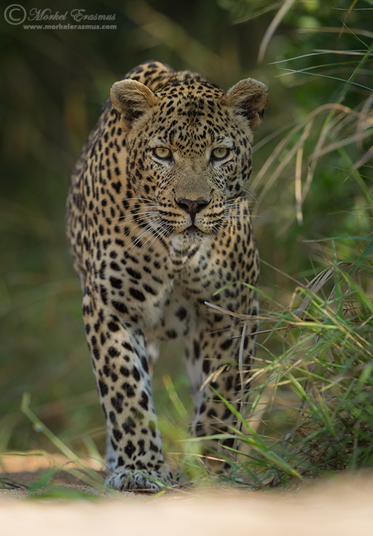 The Stalk