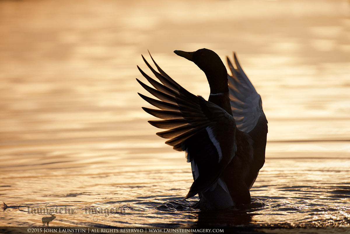 Greeting the Dawn