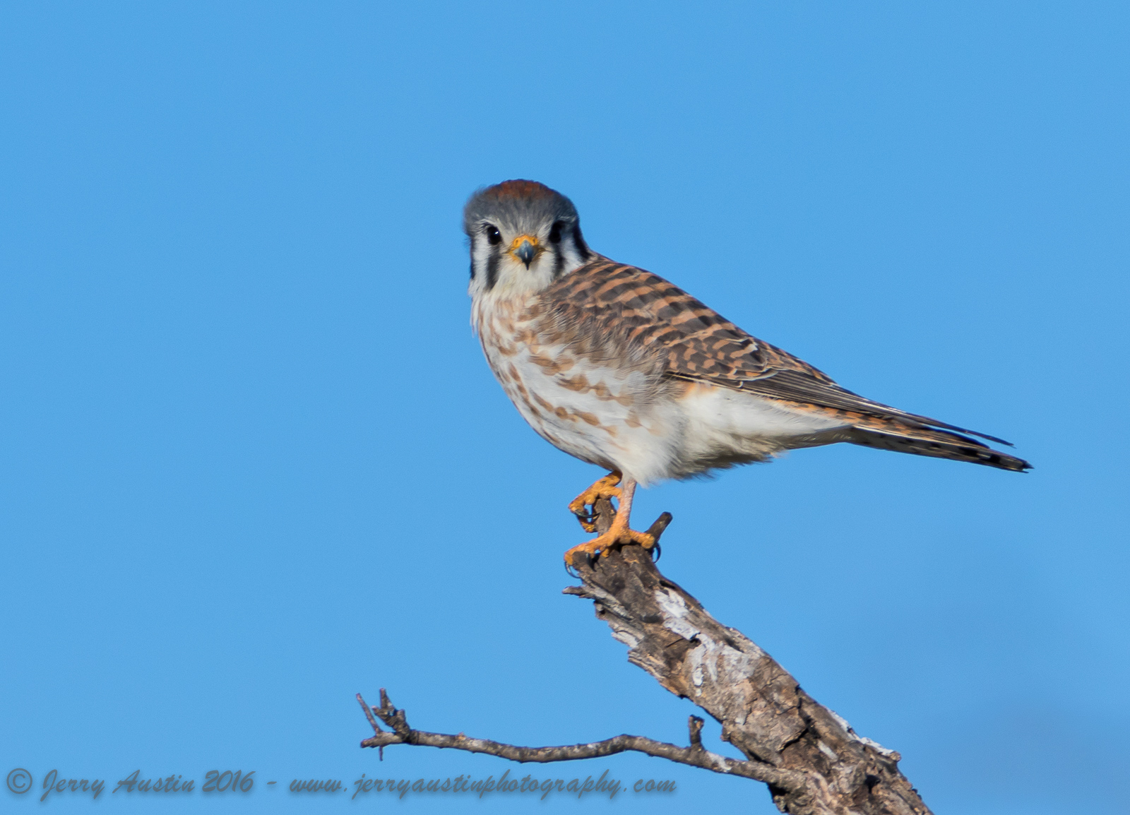 Texas Kestrel 3