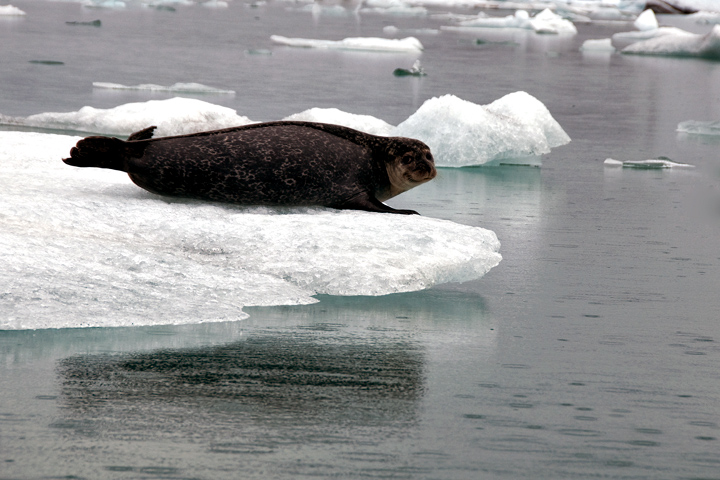 The smiling seal