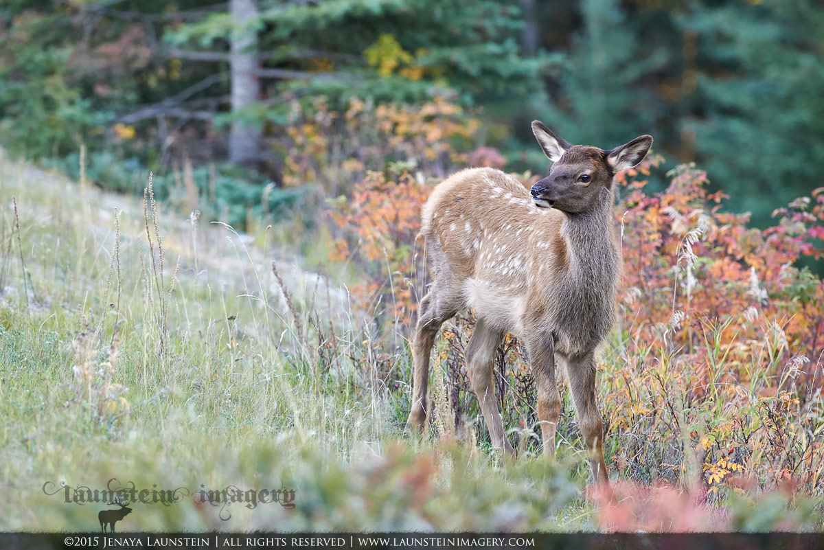 Curious Calf + RP
