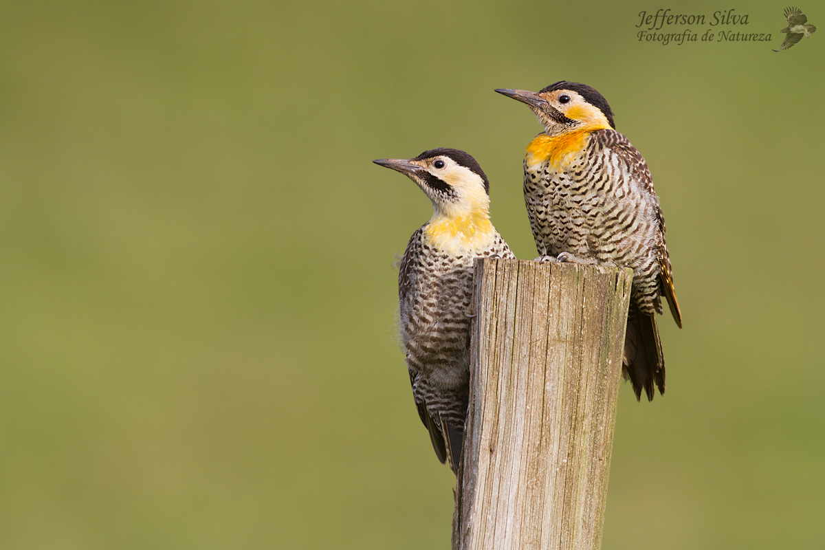 Campo flicker