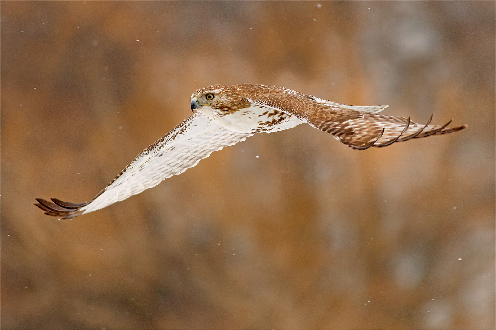 Red-tail in Flight