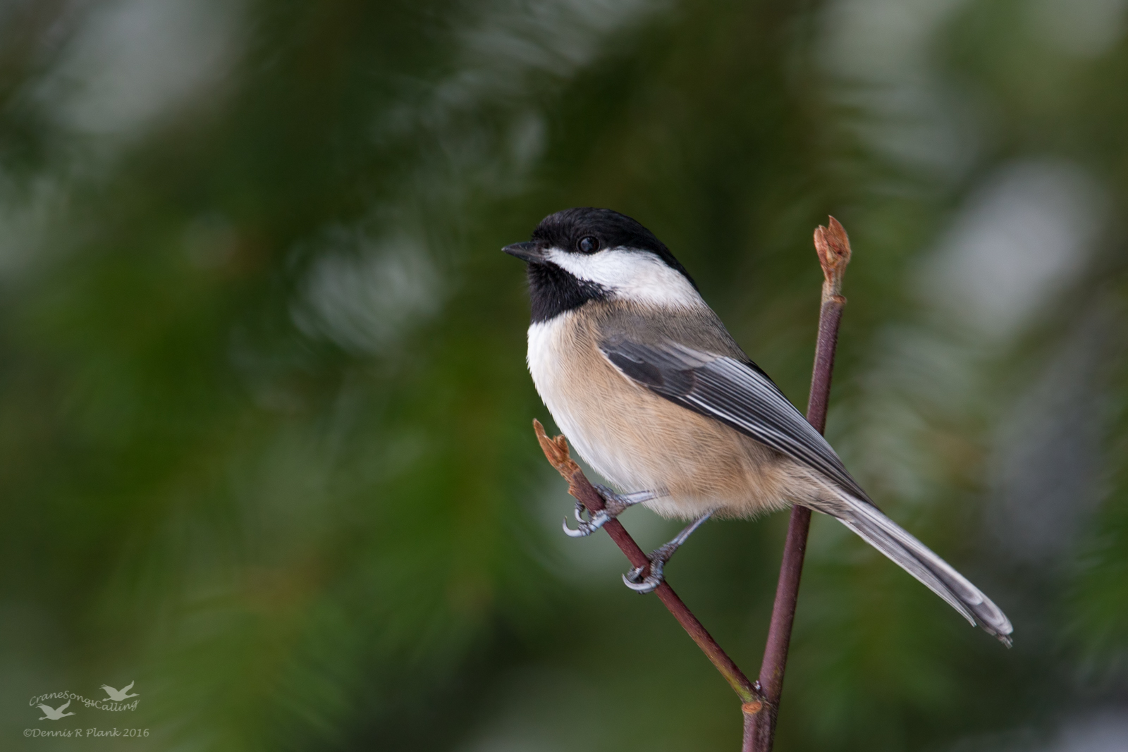 Black-Capped Chickadee