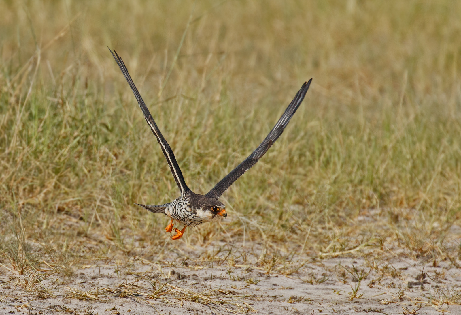 Aumur Falcon