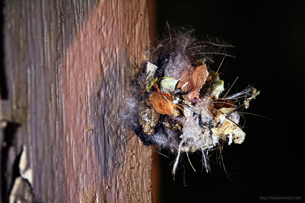 Bagworm