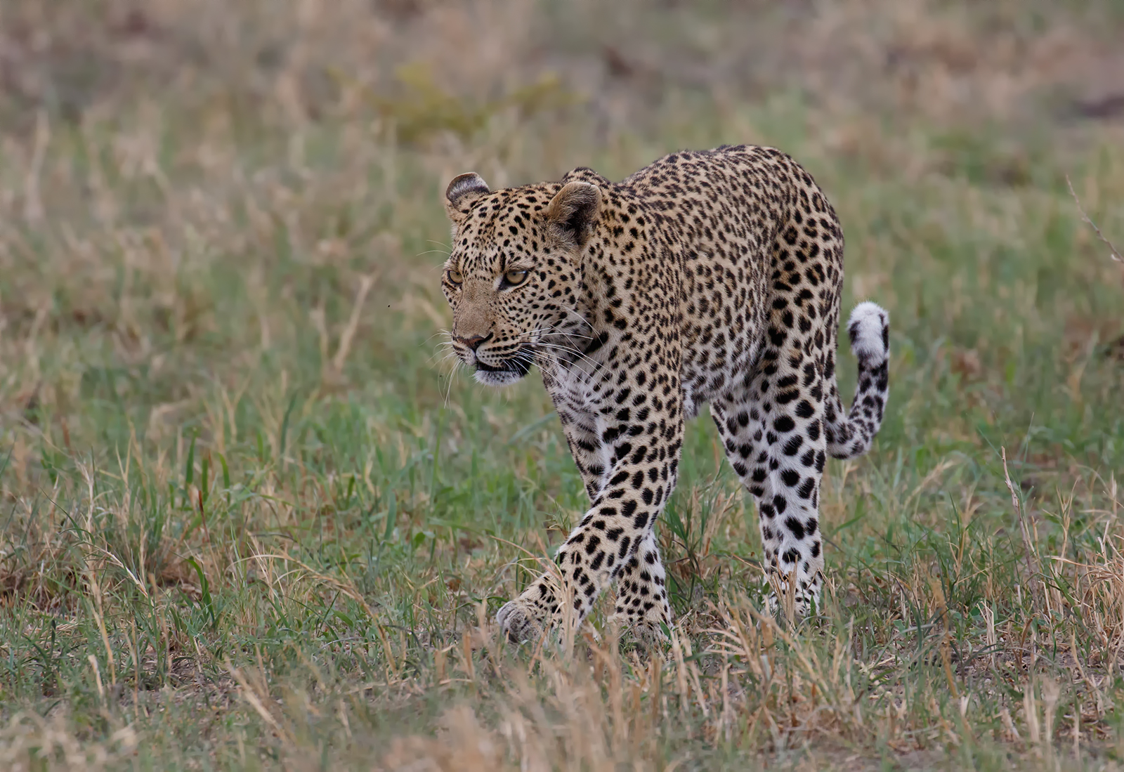 On Patrol
