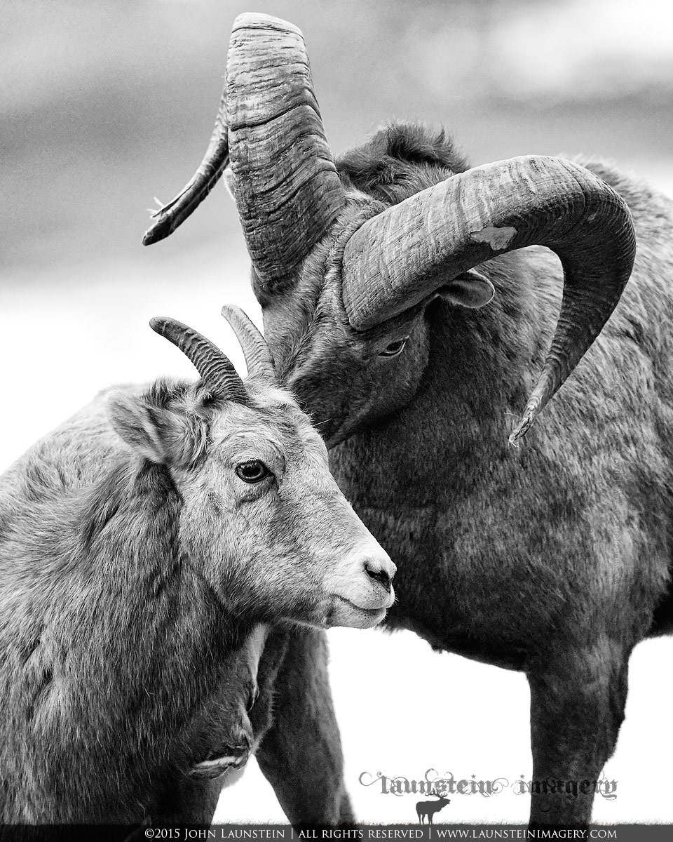 Bighorn Valentines