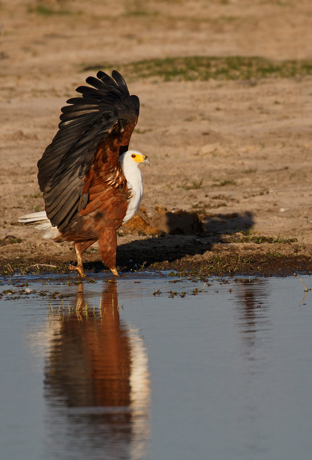 Fish Eagle