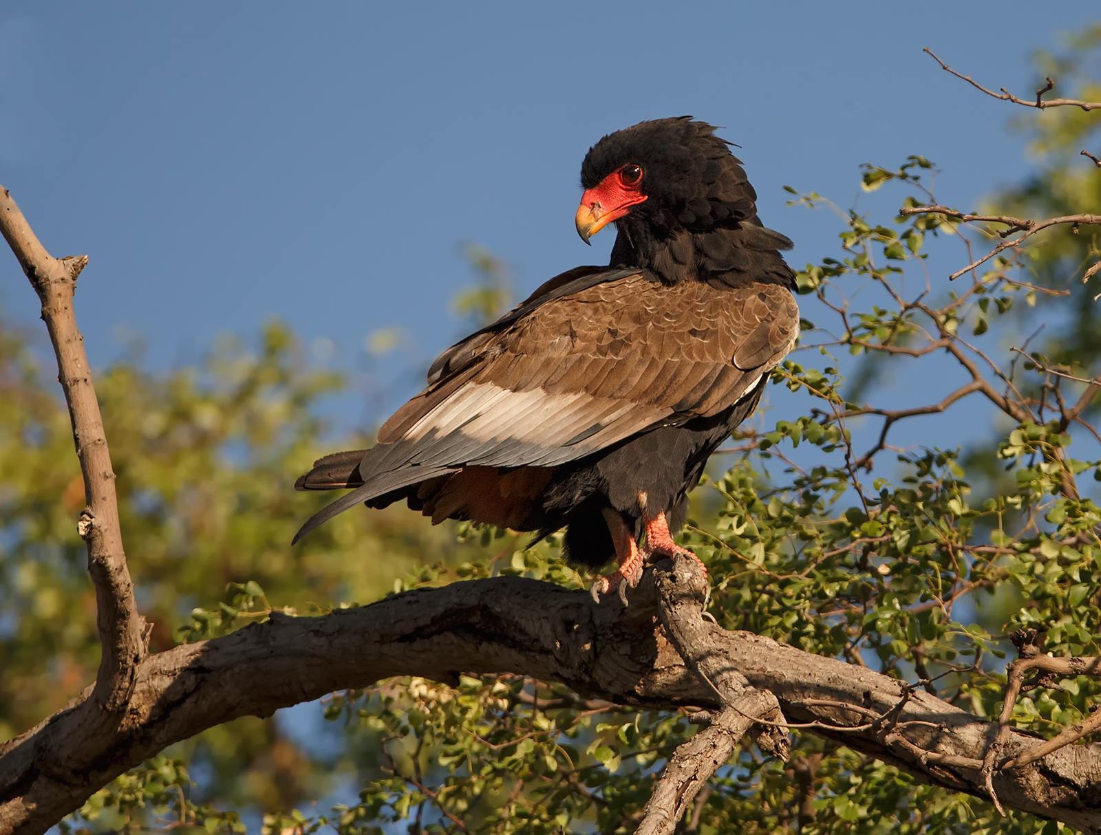 Bateleur Eagle