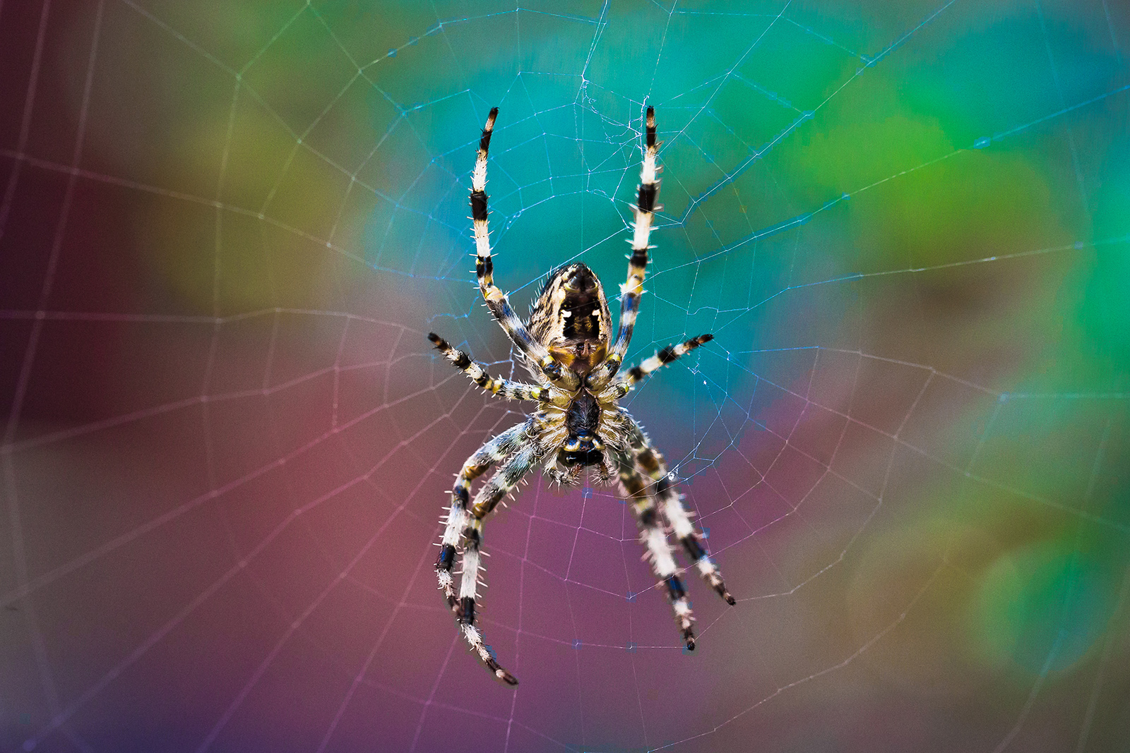 Morning Spider