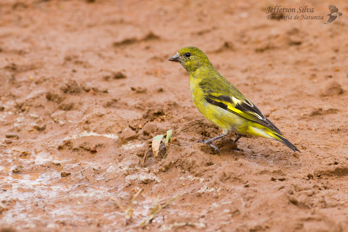 Hooded Siskin, female