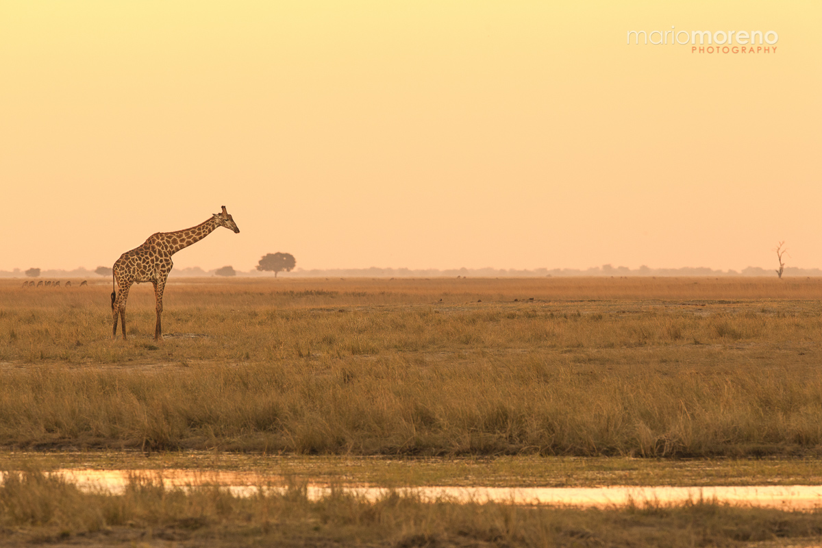 Golden Chobe