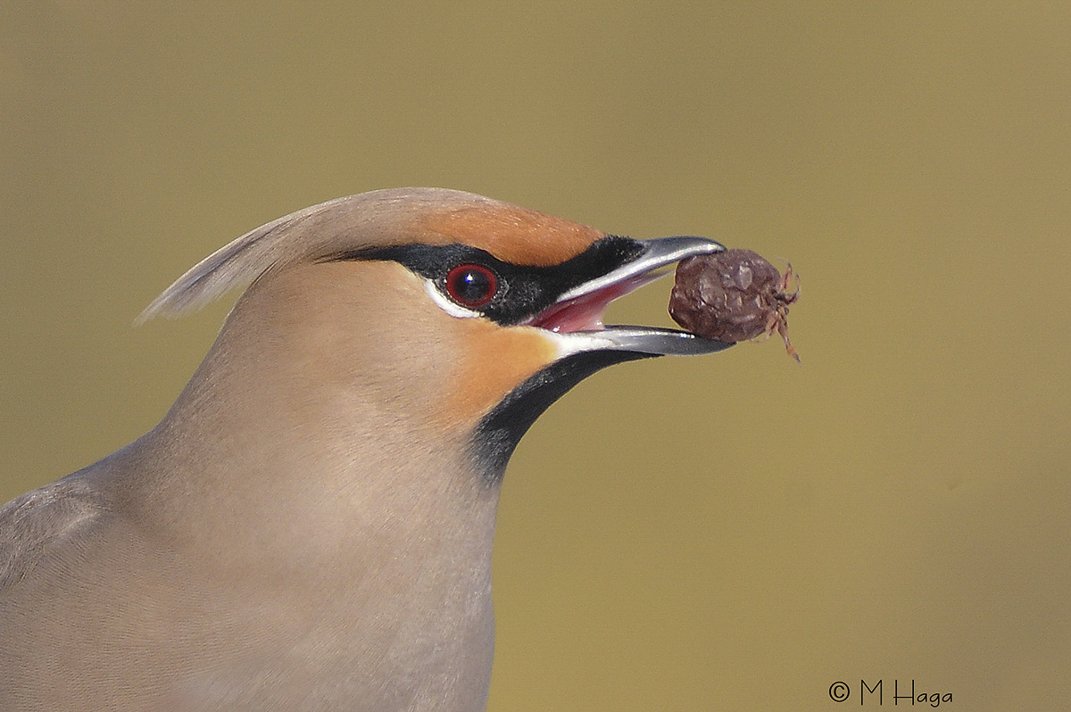Bohemian Waxwing