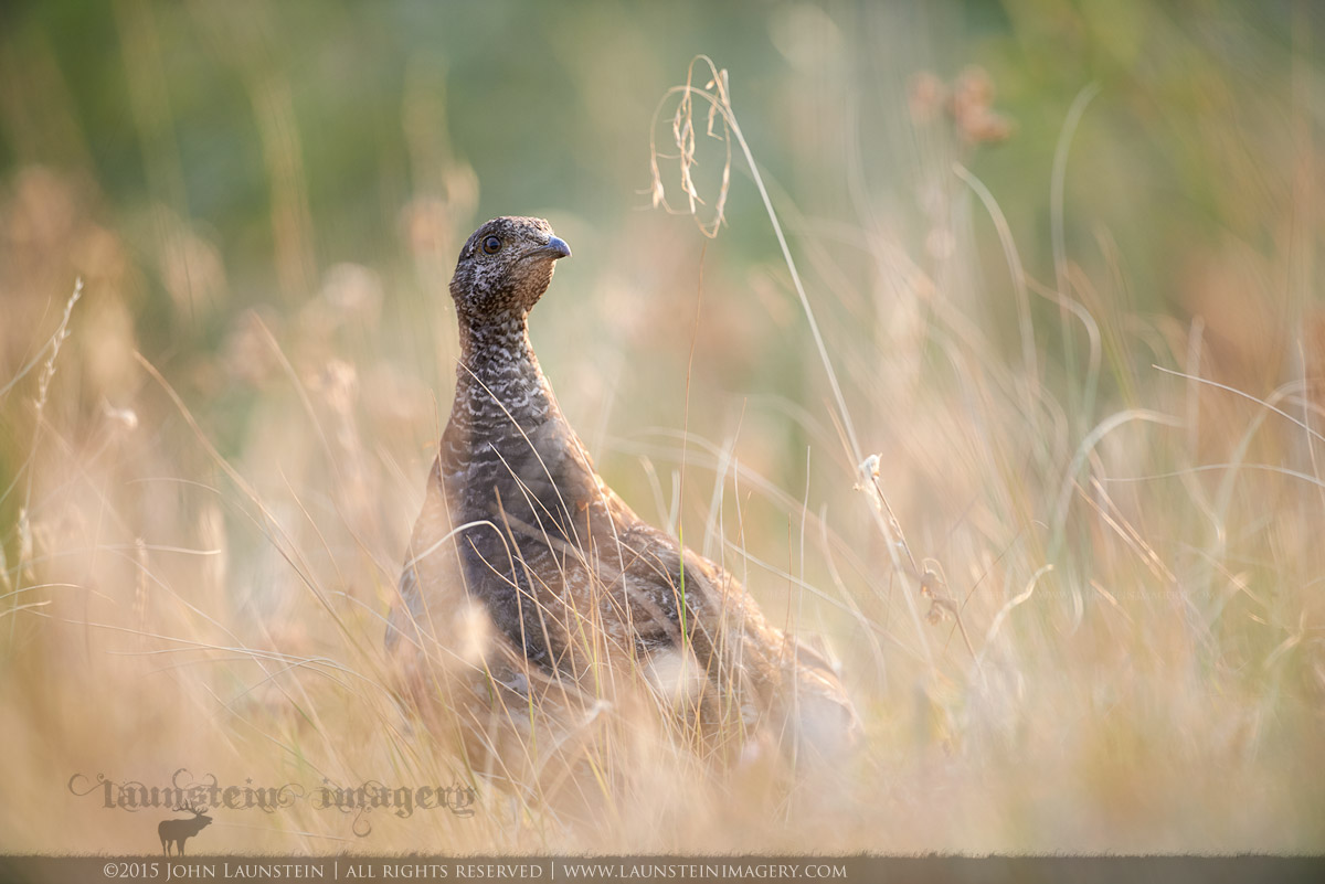 Spruce Grouse in Meadow