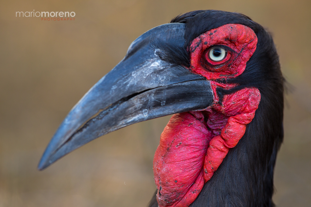 The Hornbill