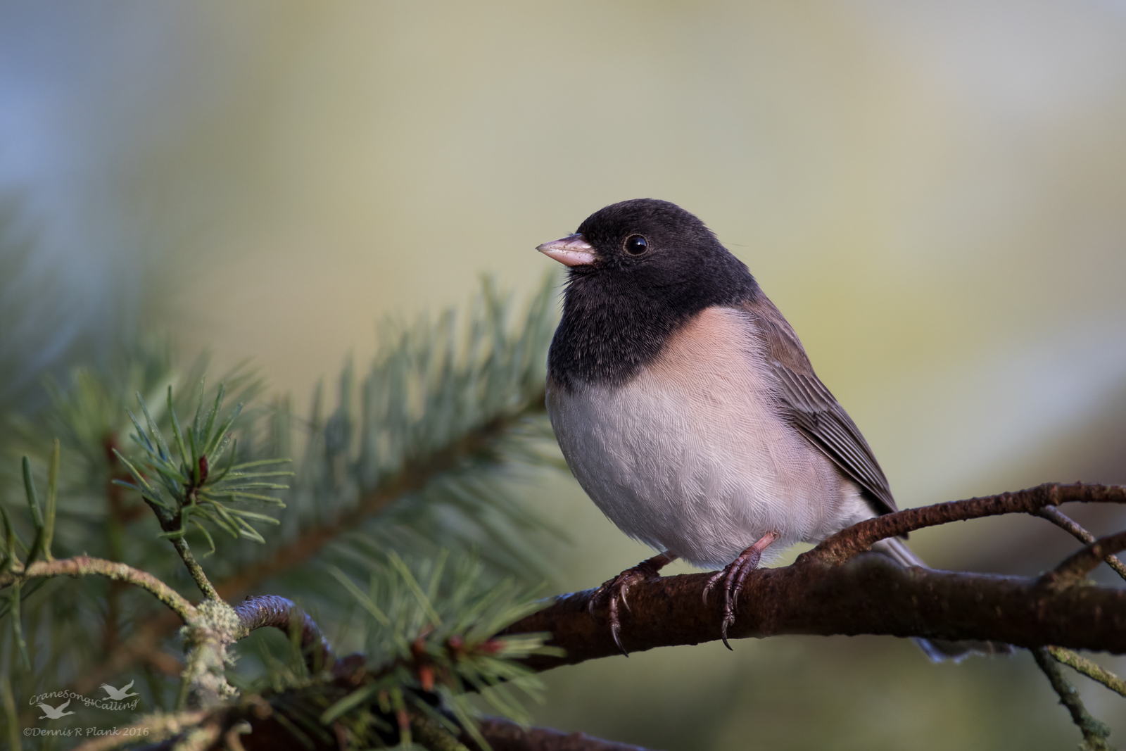 Dark-eyed Junco