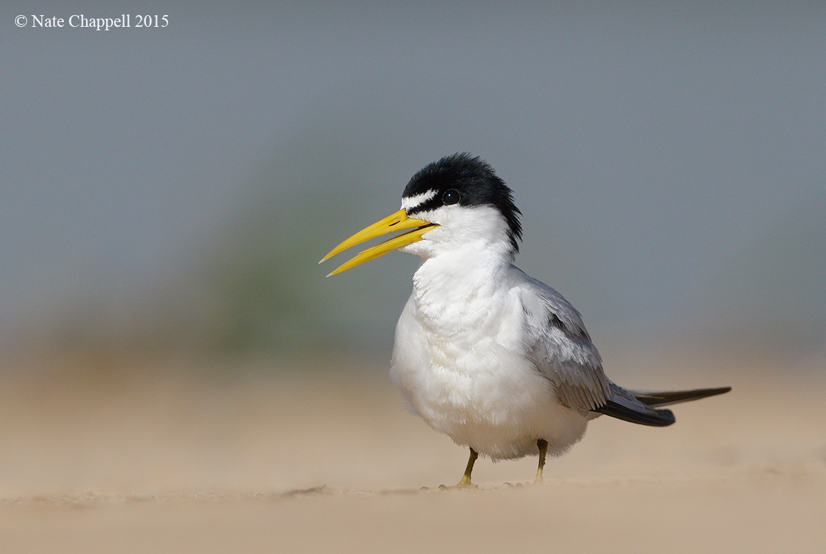 Yellow-billed Tern