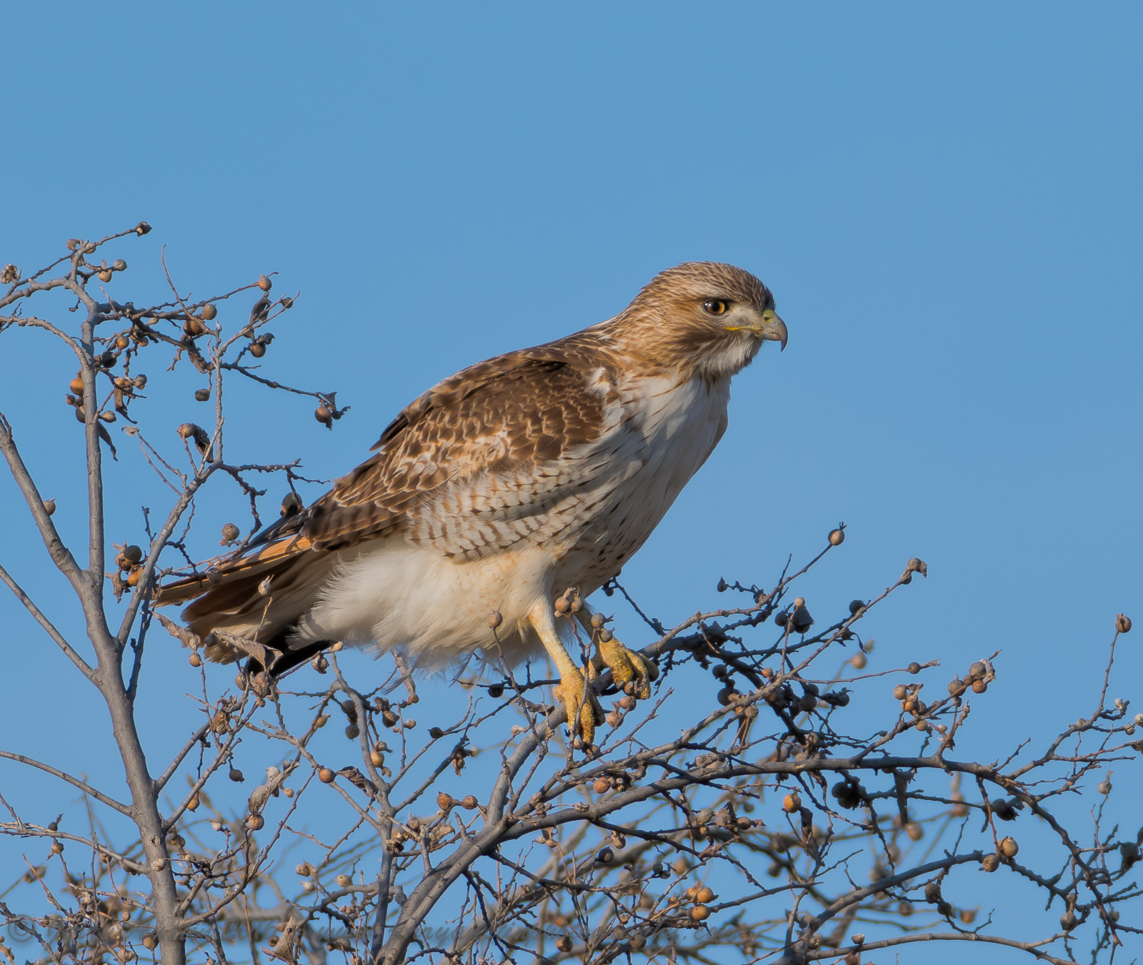 Texas Red-Tailed Hawk 3