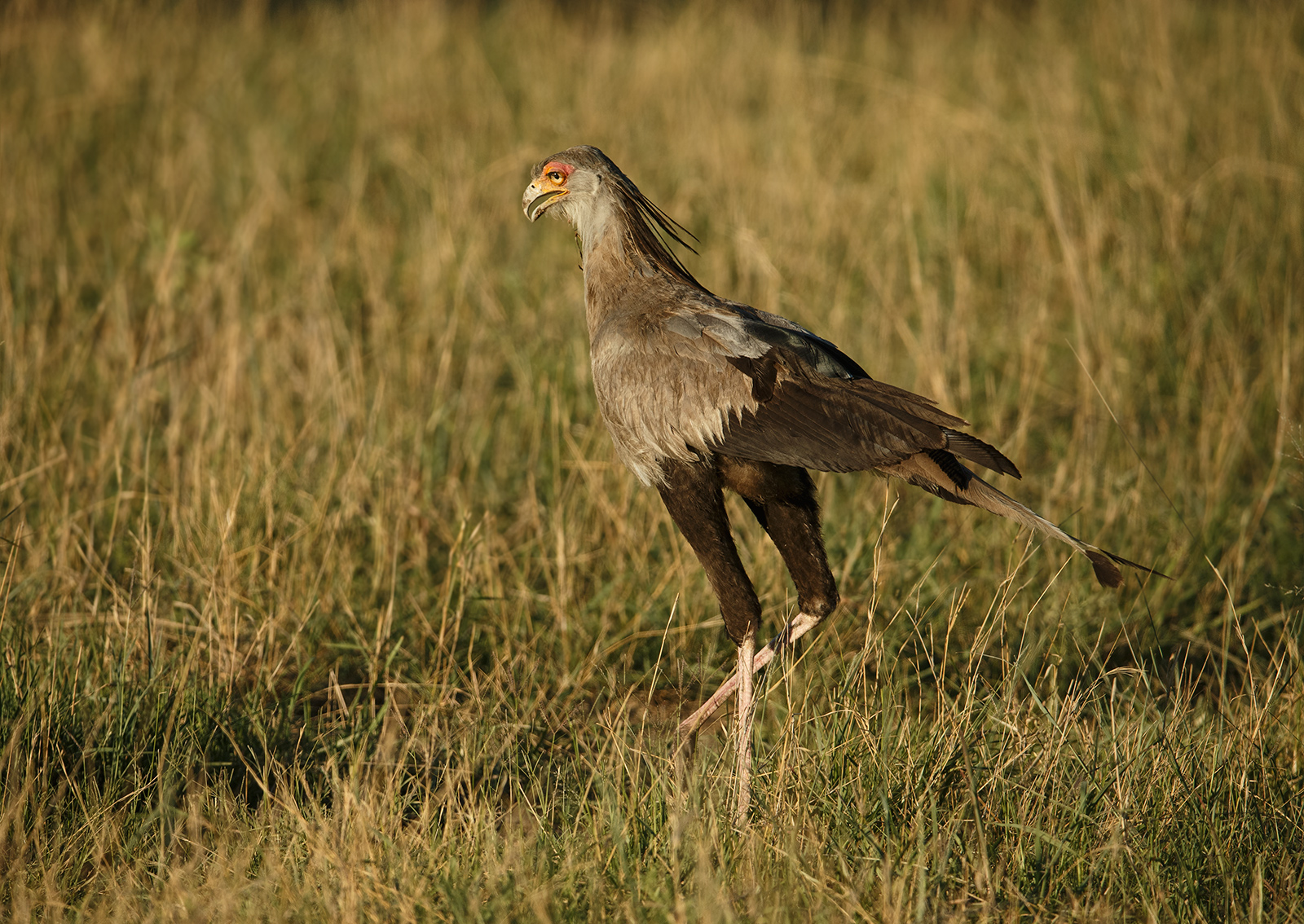 Secretary Bird