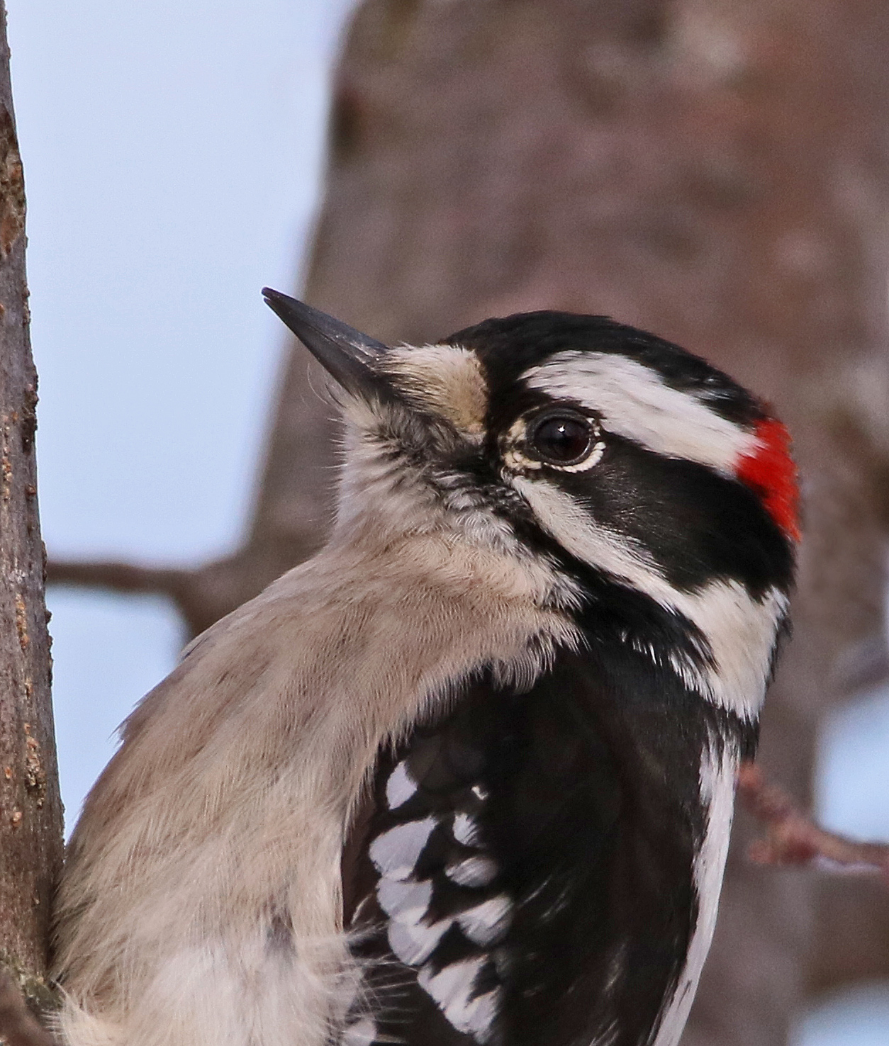 Downy Portrait