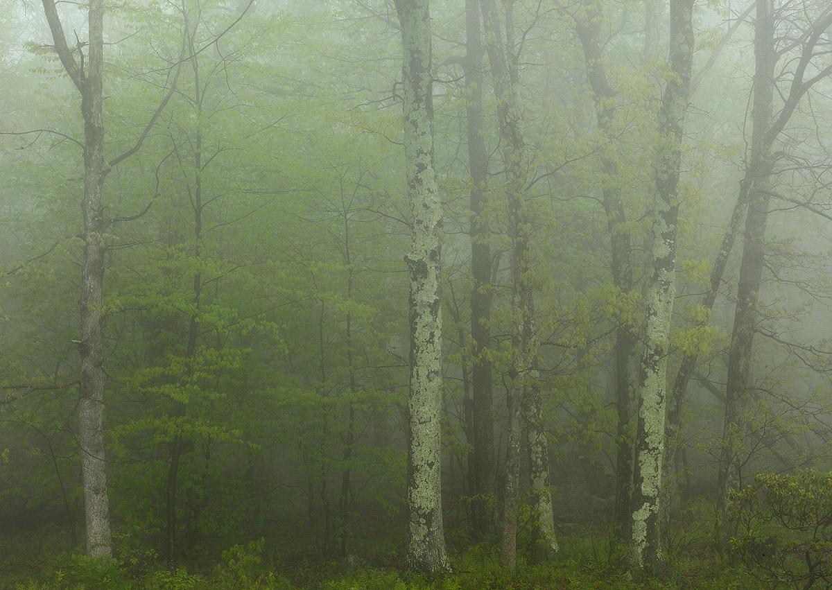 Misty Mountain