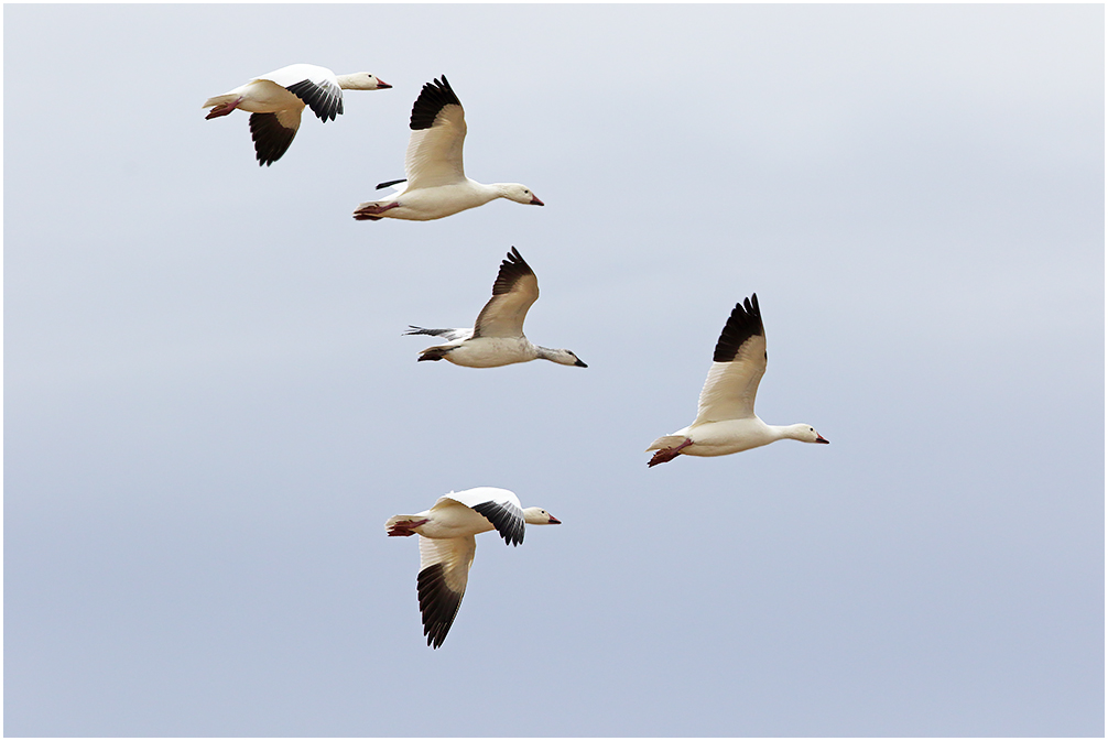 Snow Geese