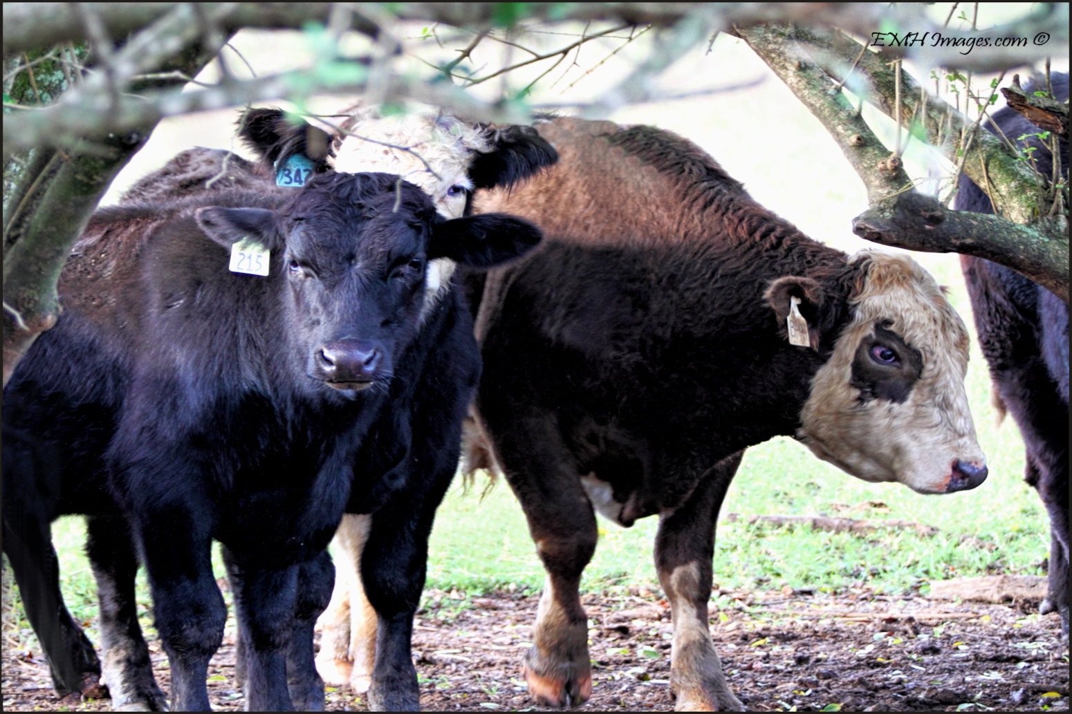 Moooove Over