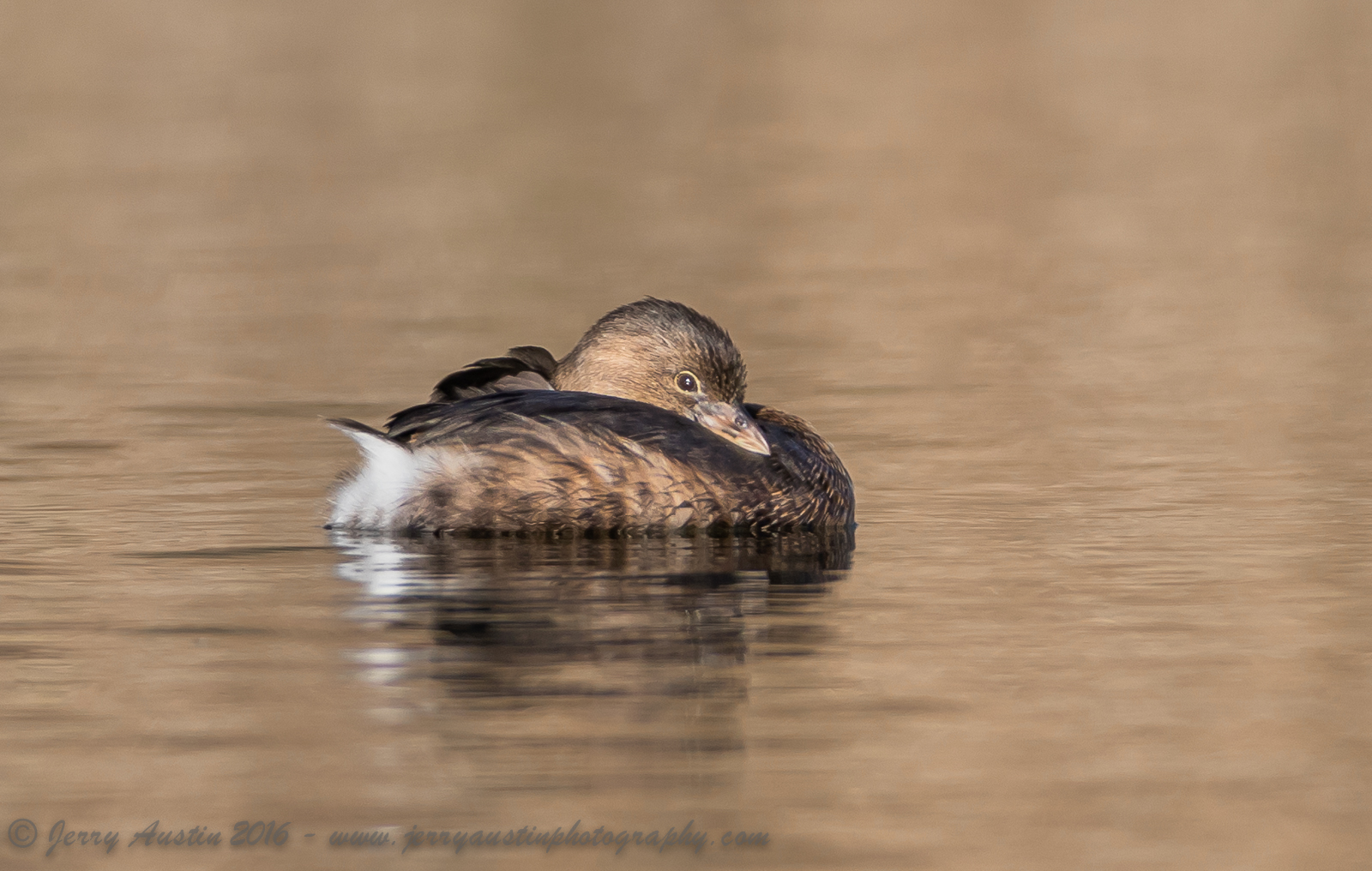 Cute Grebe